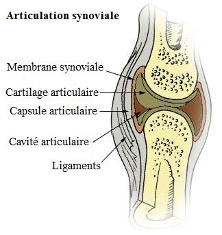 Articulation