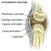 Articulation