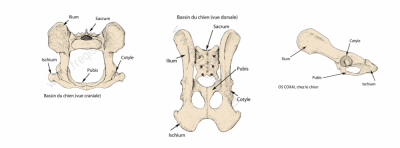 Bassin osseux chez le chat centre hospitalier veterinaire fregis 1
