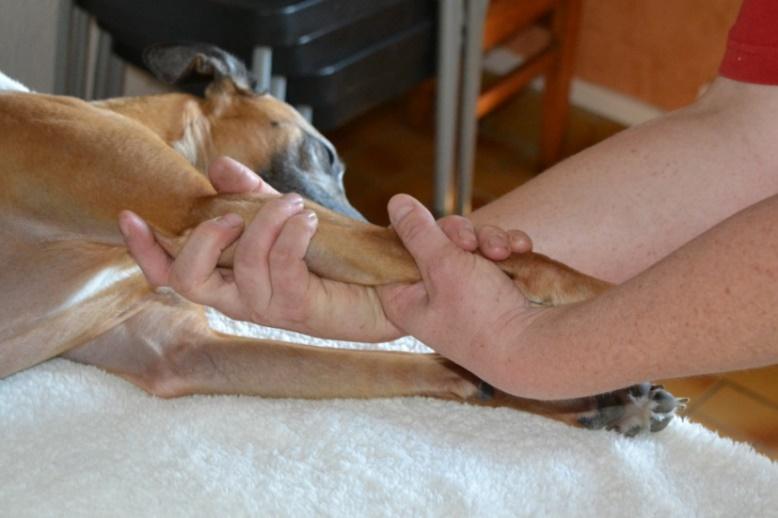 Chien sdetente 5