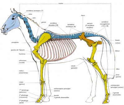 Colonne vertebrale