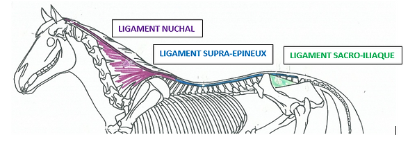 Ligaments