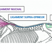 Ligaments