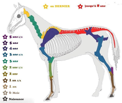 Squelette comparatif