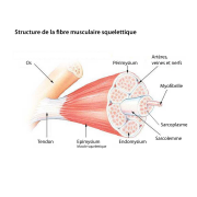 Structure muscle